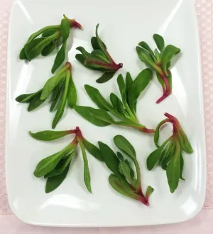 Petite® Iceplant™