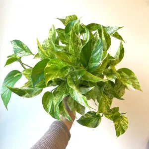 Pothos White Marble Queen