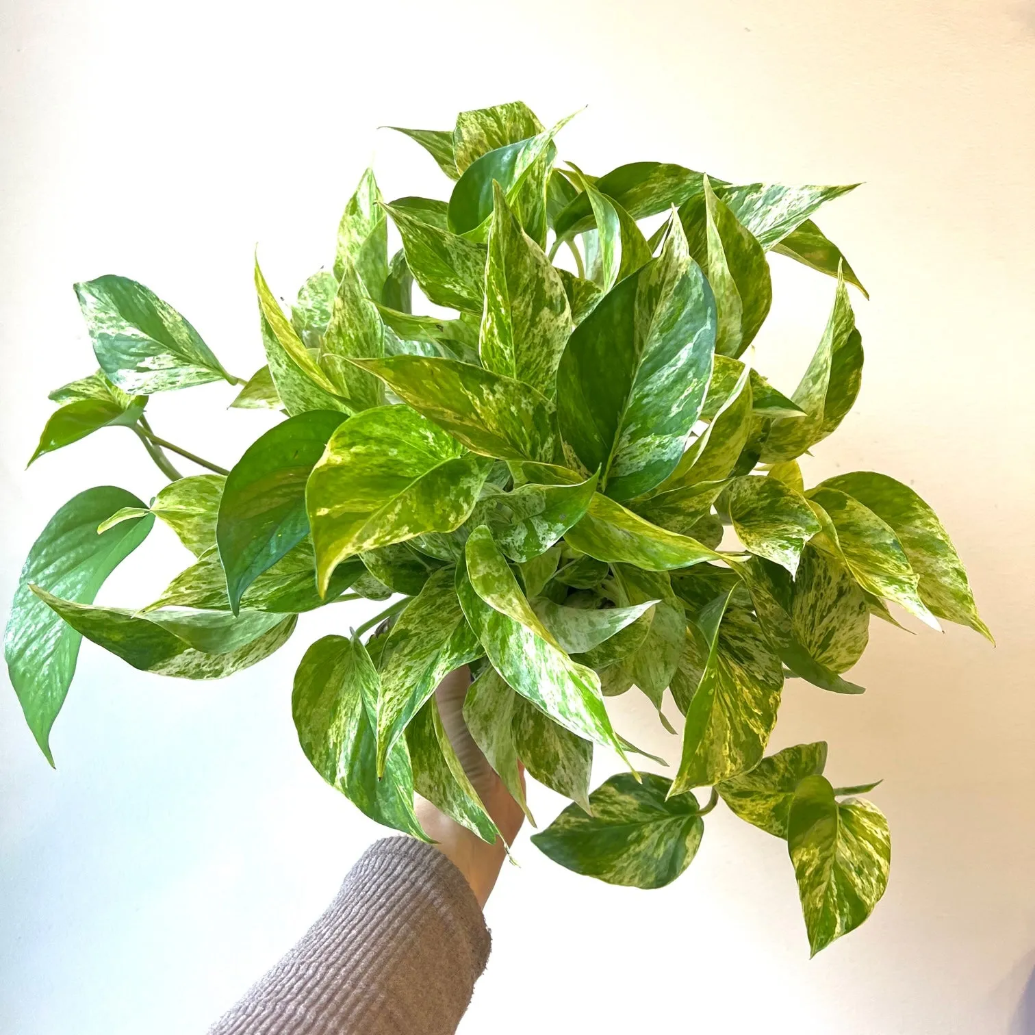 Pothos White Marble Queen